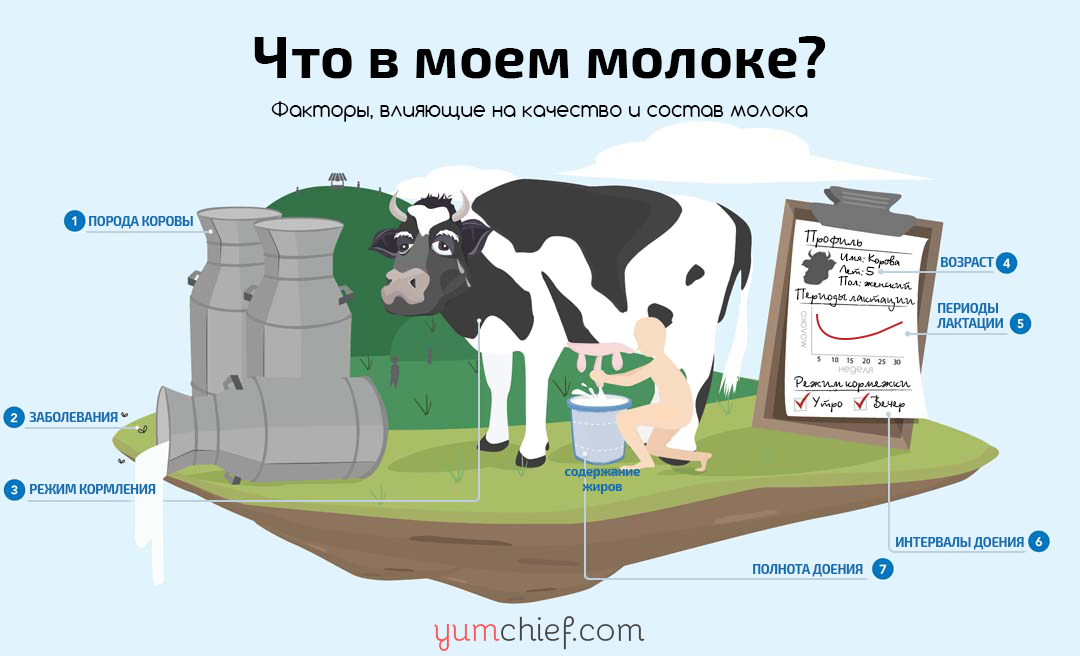 Откуда молоко. Корова инфографика. Факторы производства молока. Факторы влияющие на качество коровьего молока. Молочные коровы схема.