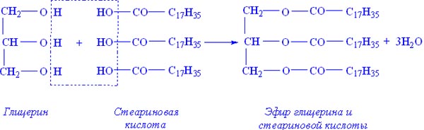 Напишите схемы образования триглицеридов стеариновой кислоты пальмитиновой кислоты олеиновой кислоты