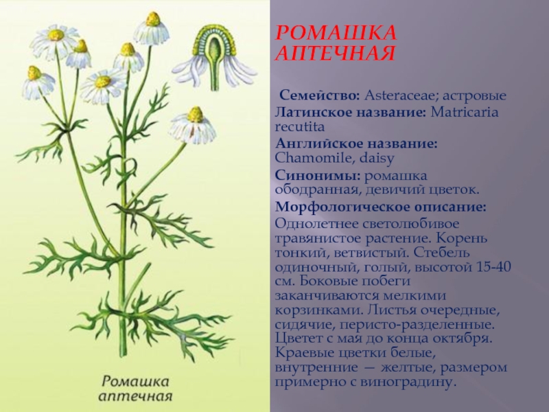 Зубные пасты из масс-маркета: какими можно пользоваться? • imorganic