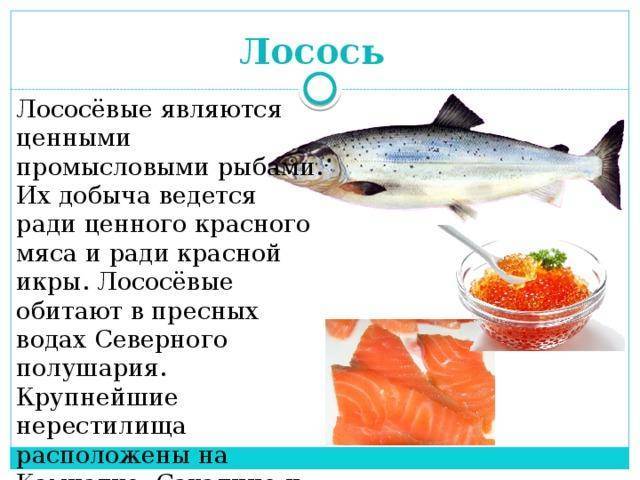 Польза и вред лососевых рыб