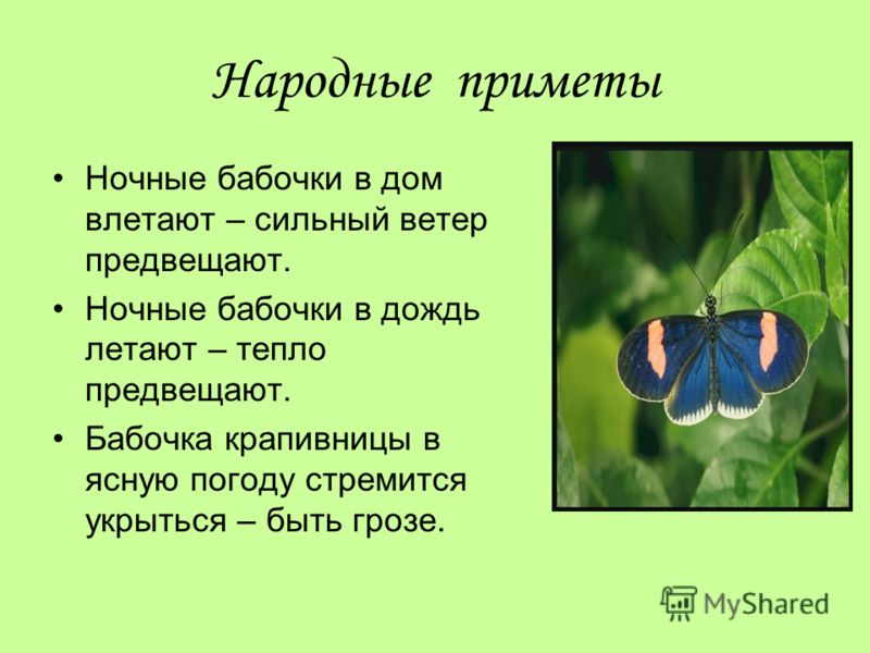 Эффект бабочки и теория хаоса - интересные факты.