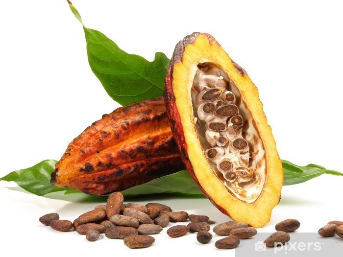 Theobroma cacao seed butter – применение в косметике и свойства