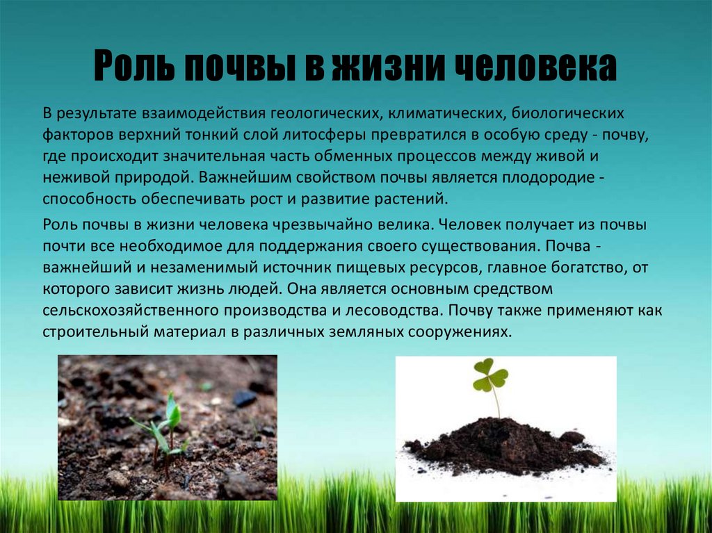 Почему без растений жизнь невозможно. Сообщение о почве. Роль почвы в жизни человека. Роль почвы в природе. Роль почвы в природе и жизни человека.