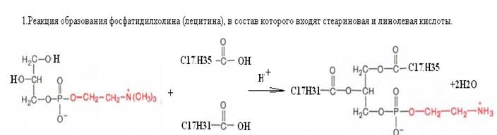 Схема образования фосфатидилхолина