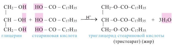 Напишите схемы образования триглицеридов стеариновой кислоты пальмитиновой кислоты олеиновой кислоты