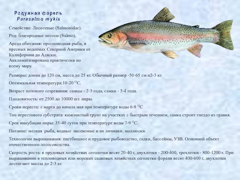 В чем польза форели Как выбрать качественную и свежую рыбу, и какие способы приготовления рекомендованы кулинарами всего мира Полезны ли печень и икра форели