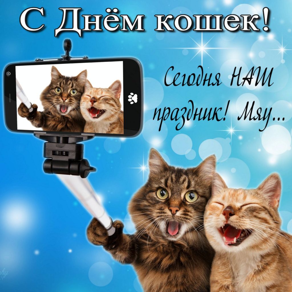 Стихи о котах и кошках. стихи про котят