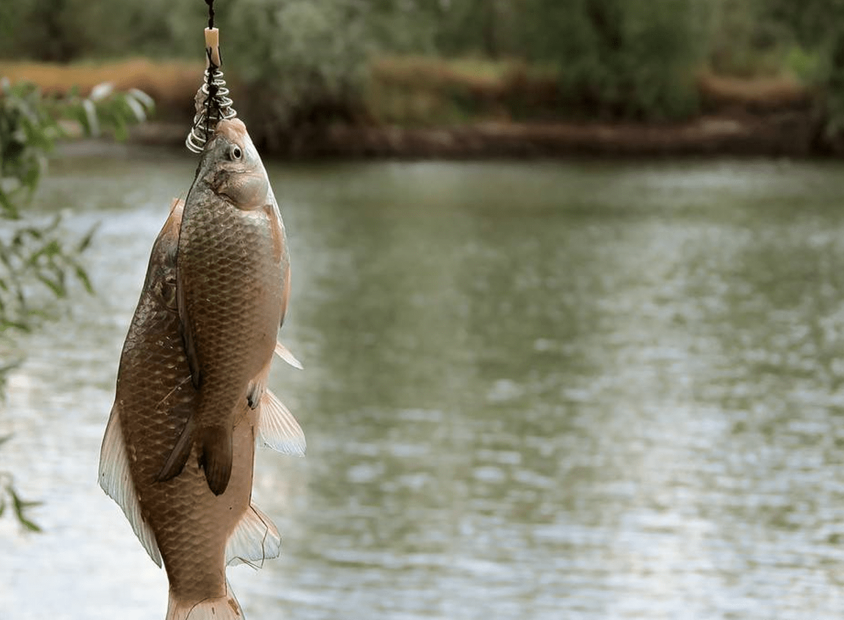 Ловим рыбу карась