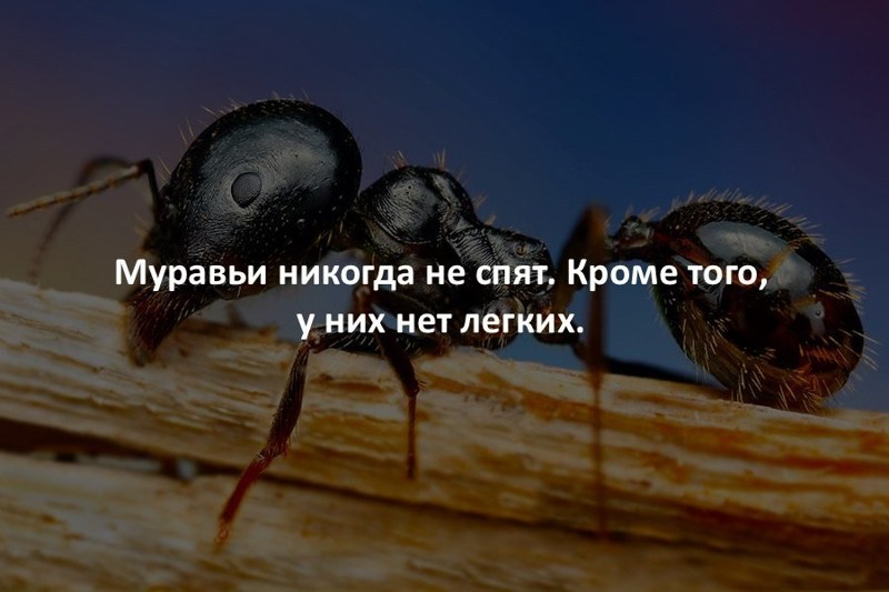 8 интересных фактов о цветах, которых не существует