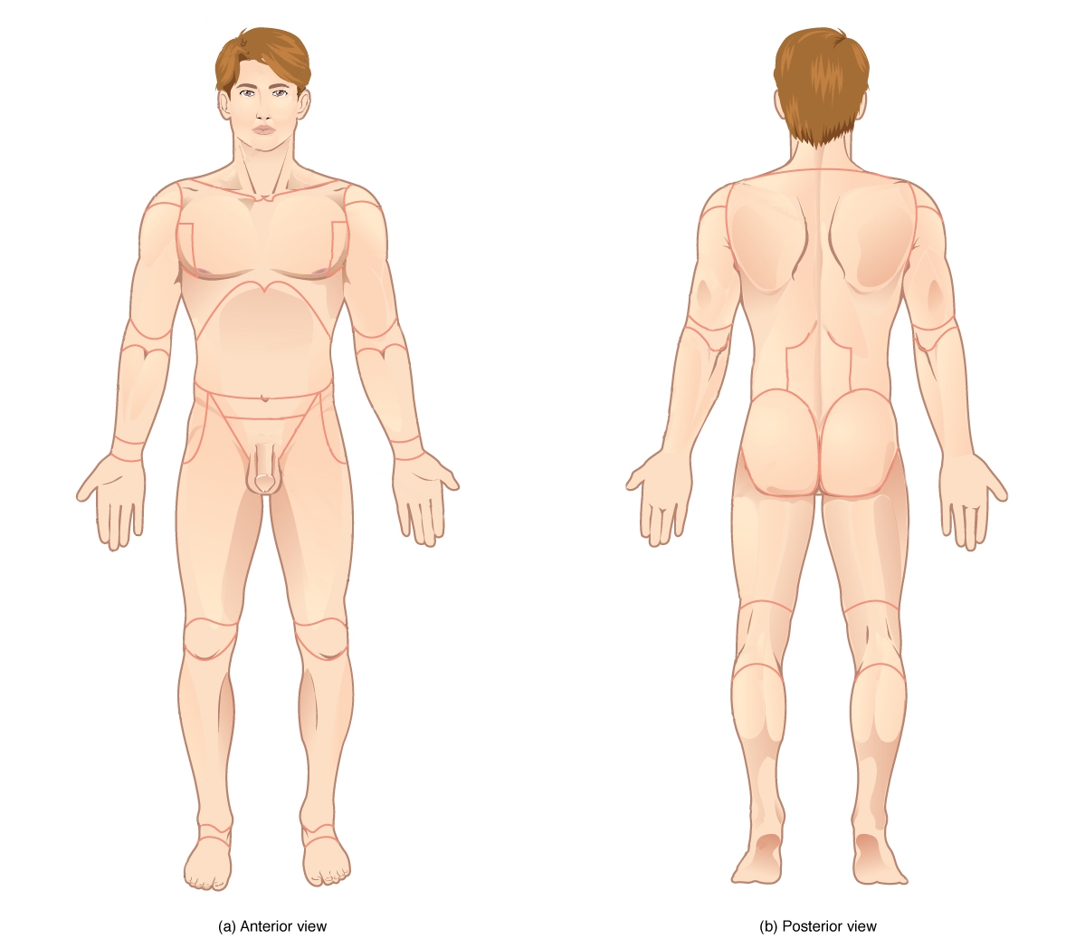 Нормальная анатомия и физиология мочевого тракта