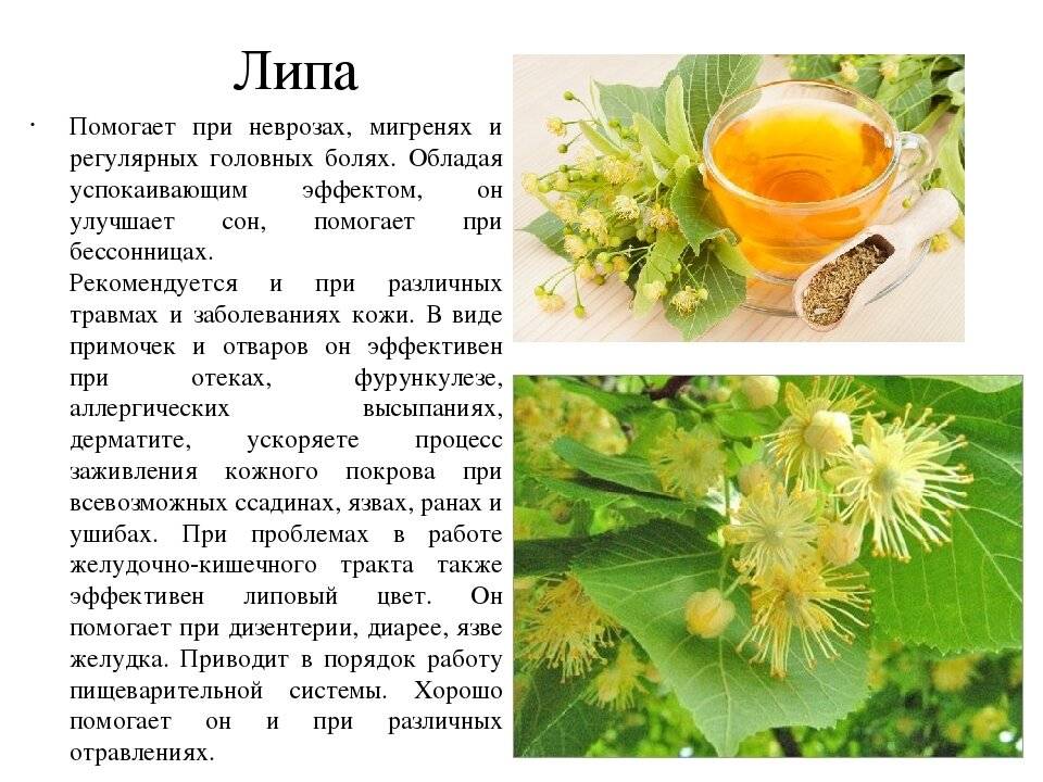 Душистый чай с османтусом: гуй хуа ча