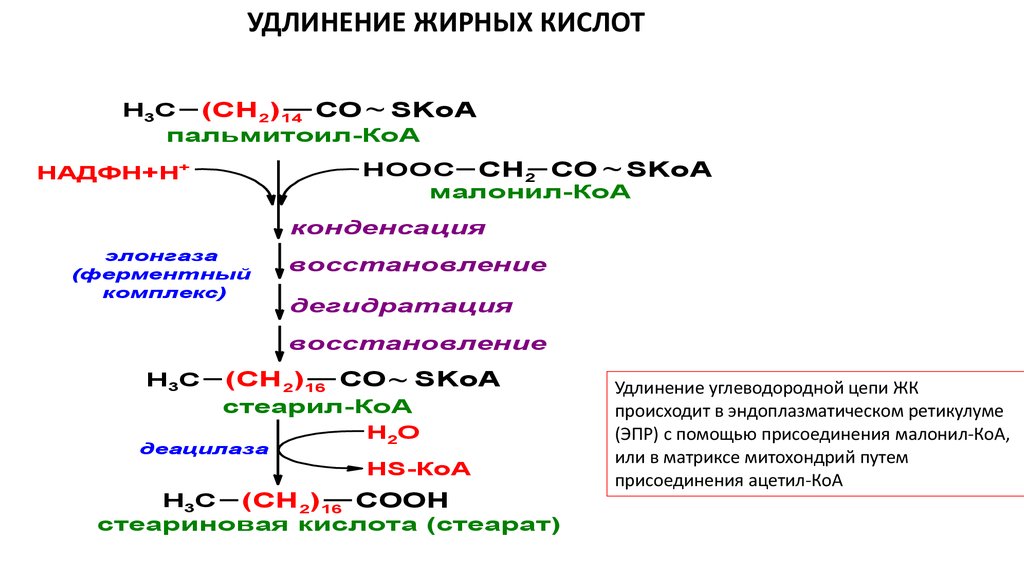 Задана следующая схема превращений веществ x y стеариновая кислота